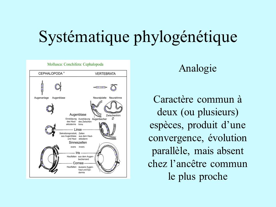 Syst matique Ibo ppt video online t l charger